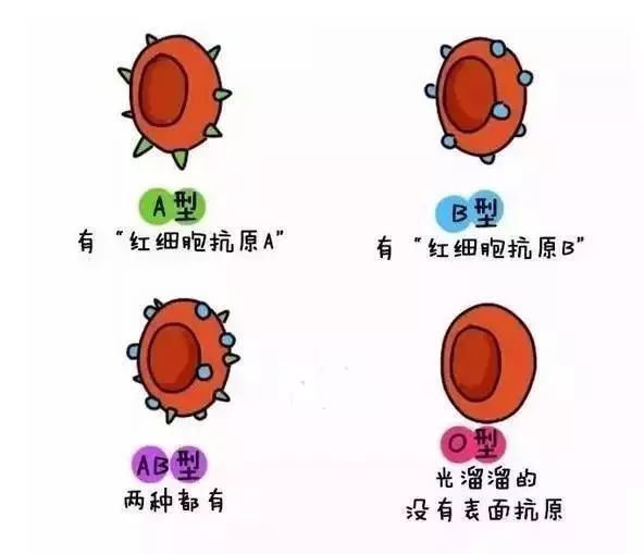 三个月胎死腹中的原因深度解析