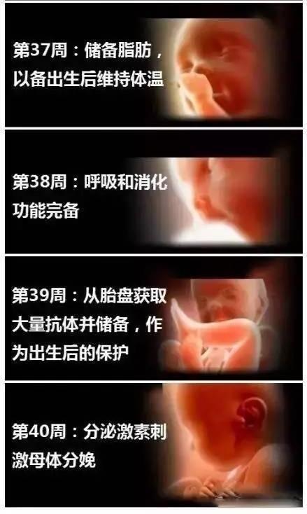 孕二十周，究竟是多少个月？