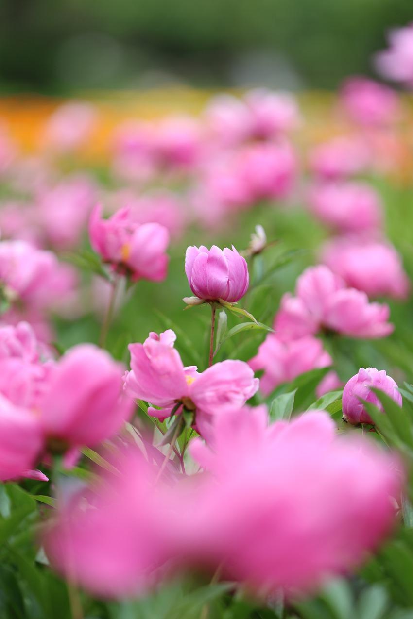 广东中花鲜花有限公司，绽放的鲜花产业之光