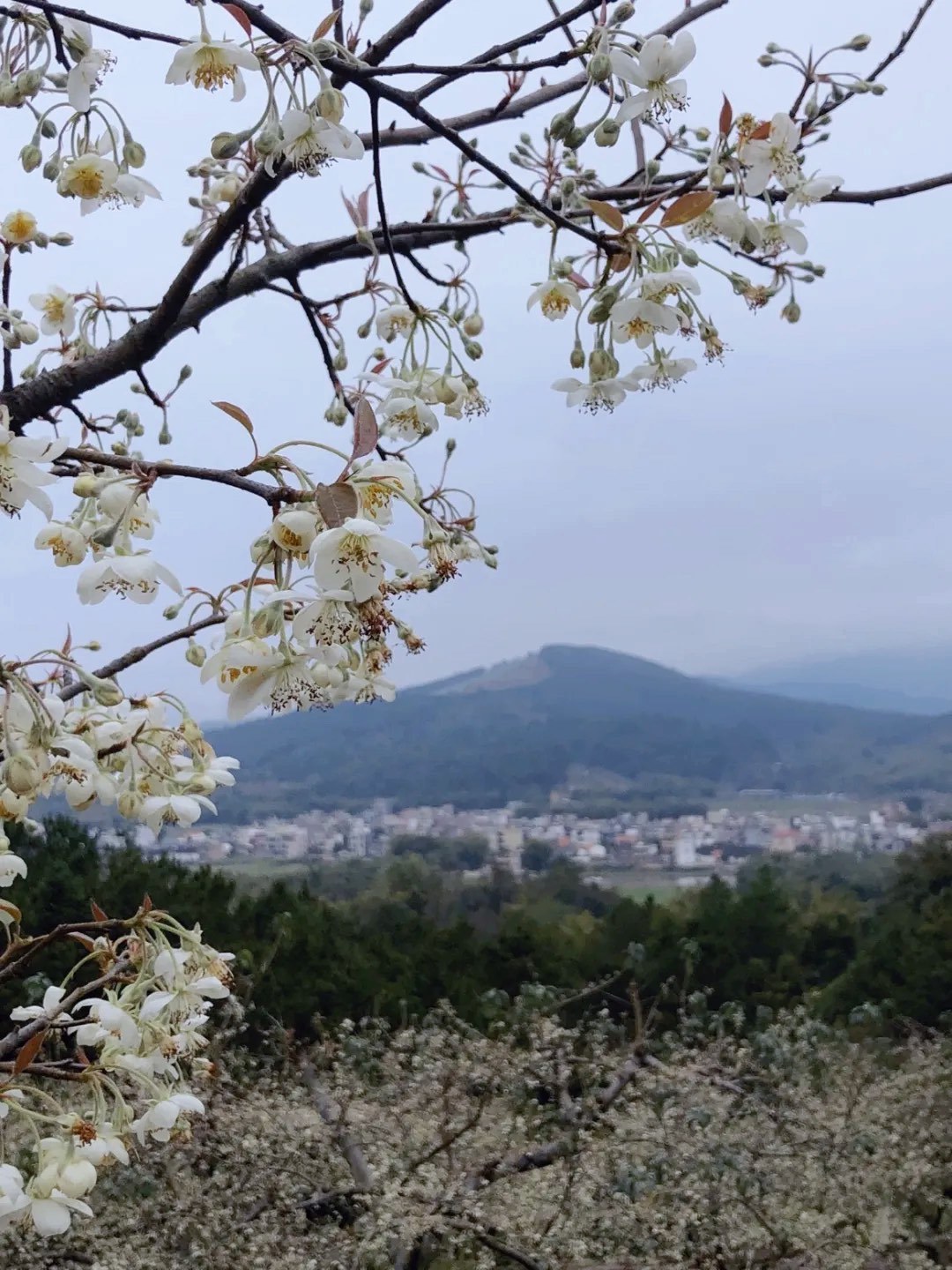 广东省的梨花观赏胜地，踏春赏花，尽享梨白如雪之美